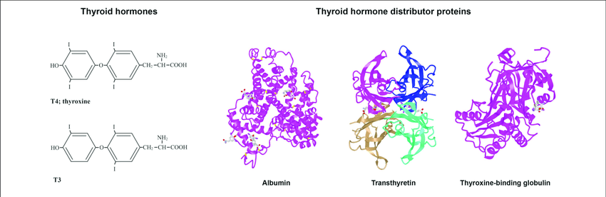 Effetti dell’alcool sul sistema endocrino: focus sulla funzione tiroidea e sulle proteine di trasporto degli ormoni tiroidei